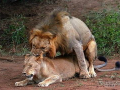 狮子交配视频,揭秘交配过程